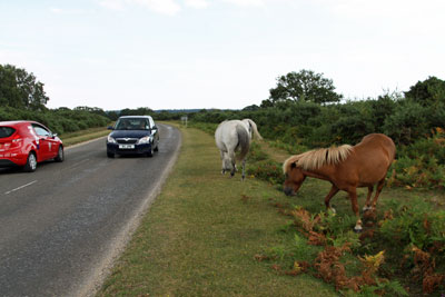 Holidays in the New Forest